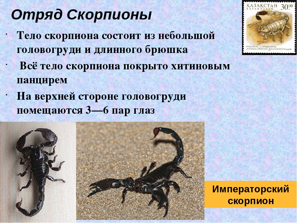 Какой тип развития характерен для скорпиона. Представители скорпионов. Класс паукообразные Скорпионы. Отряд Скорпионы представители. Особенности отряда Скорпионы.