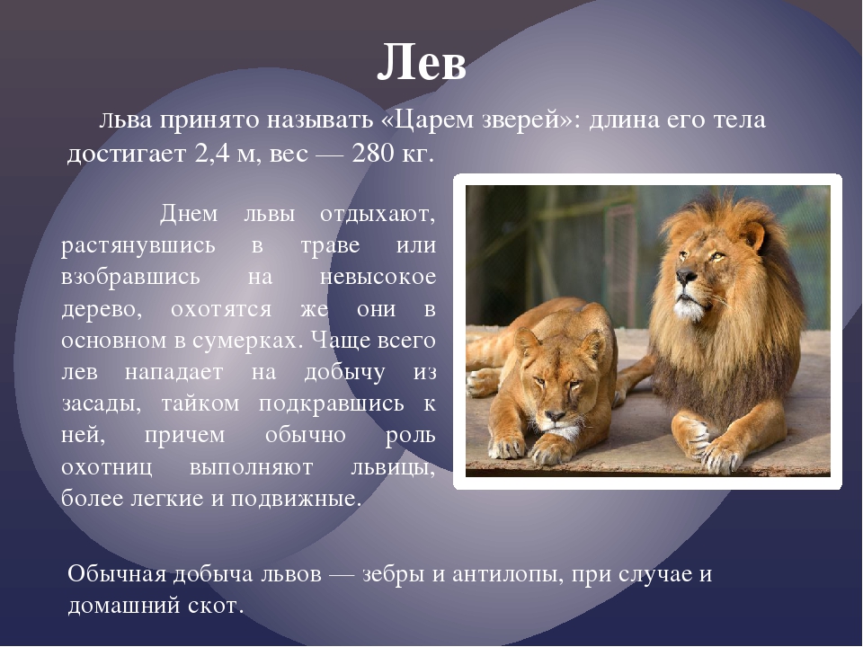 1 июля лев. Рассказ про Льва. Лев кратко. Краткая информация о Льве. Проект про Льва.