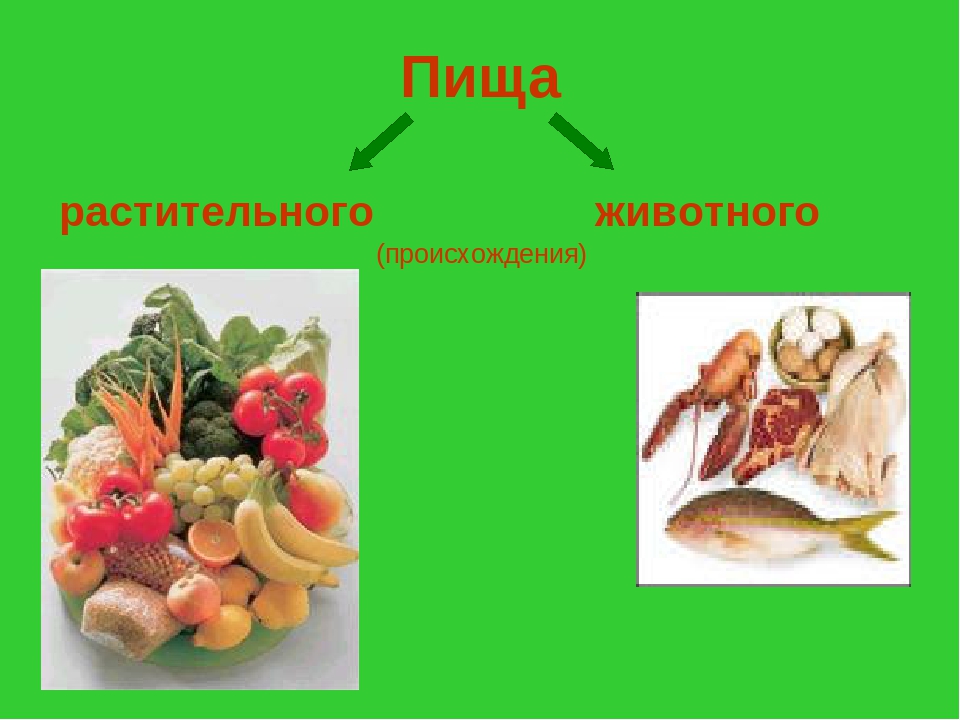Продукты растительного происхождения 2 класс окружающий. Пища растительного и животного происхождения. Растительная и животная пища. Продукты питания животного происхождения. Растительные и животные продукты.