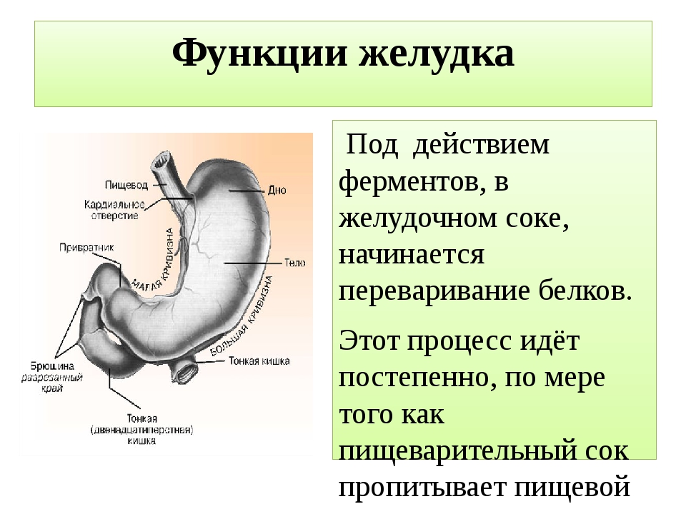 Строение желудка 8 класс. Желудок строение и функции. Функции желудка анатомия. Пищеварение в желудке функции желудка. Строение желудка пищеварение в желудке.